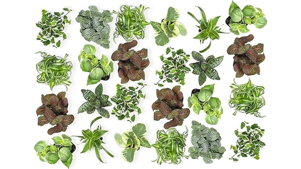 24 pack houseplants for pets