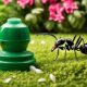 effective outdoor ant control