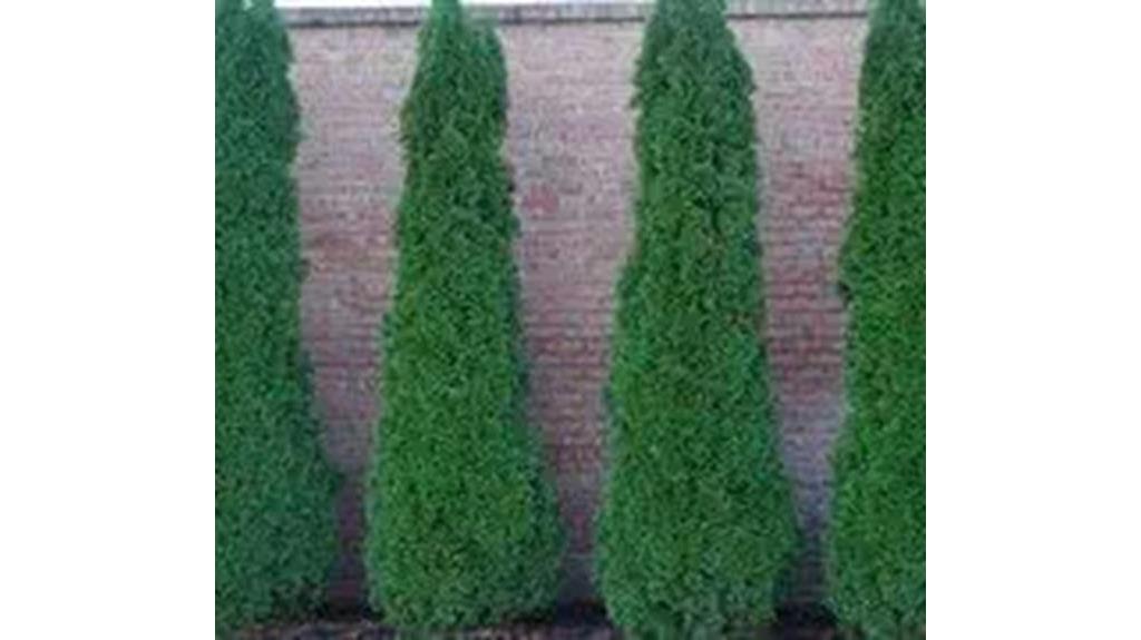 emerald arborvitaes for privacy