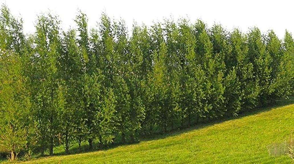 fast growing hybrid willow trees