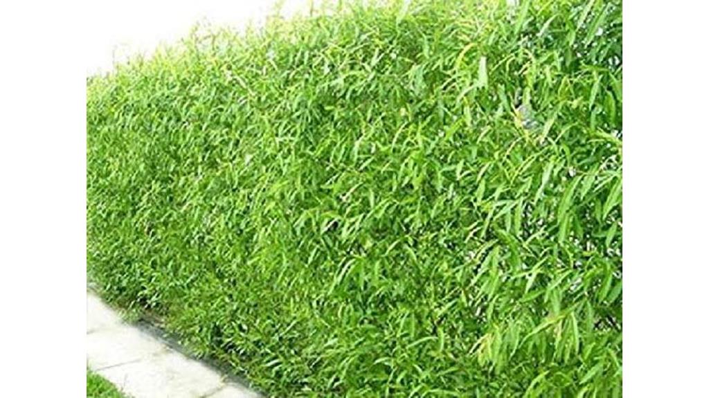 fast growing willow privacy fence