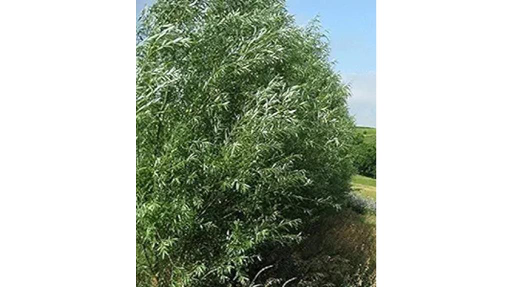 hybrid willow trees for privacy