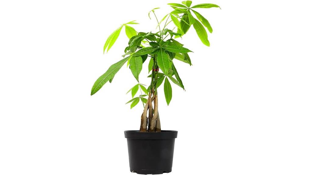 indoor money tree plant