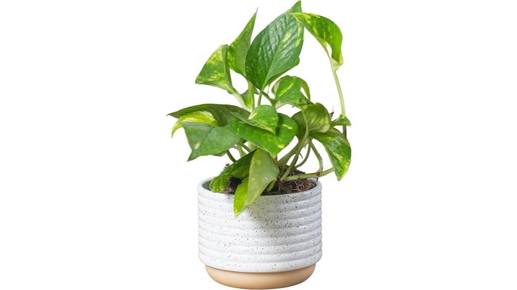 live pothos plant in premium decor pot