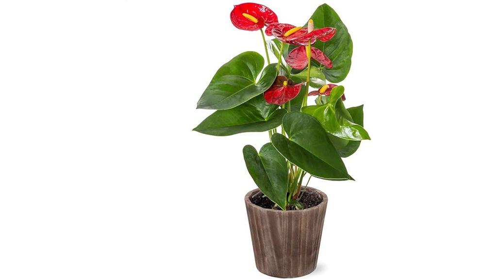 live red anthurium in pottery