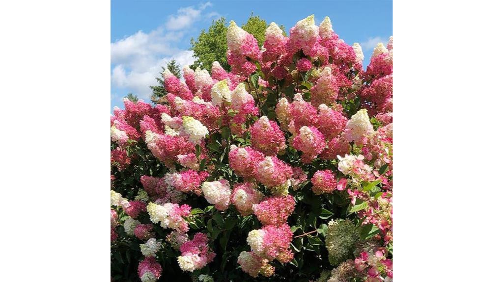pink hydrangea bush seeds