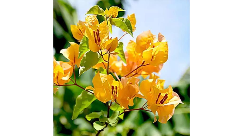 seeds for yellow bougainvillea