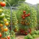 top tomato cages for success