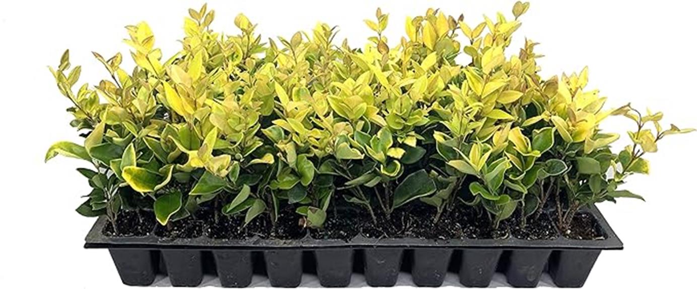 yellow tipped evergreen hedge plants