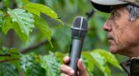 recording bird calls effectively