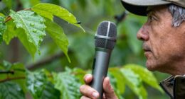 recording bird calls effectively