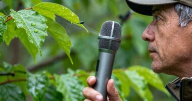 recording bird calls effectively