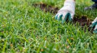 top grass seeds for lawns