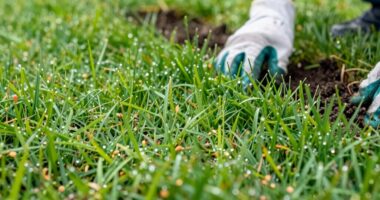 top grass seeds for lawns