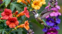 top hummingbird flower picks