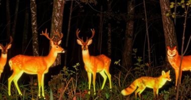 top night wildlife thermal monoculars