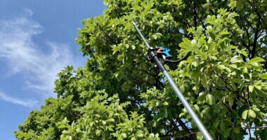 top pole saw recommendations