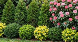 top privacy bush recommendations