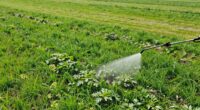 top weed killers for large areas