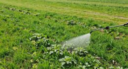 top weed killers for large areas