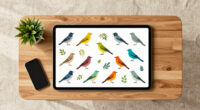 Cornell's Interactive Wall Of Birds