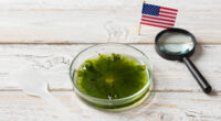 E Pluribus Algae: Why Green Pond Scum Is as American as Red, White and Blue