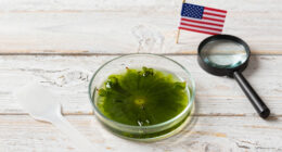 E Pluribus Algae: Why Green Pond Scum Is as American as Red, White and Blue