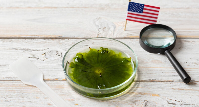 E Pluribus Algae: Why Green Pond Scum Is as American as Red, White and Blue