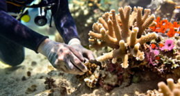 Bleached Corals Thrive Within Days When Touching Healthy Neighbour